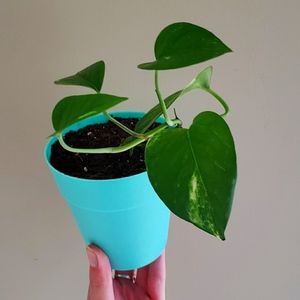 Pothos plant